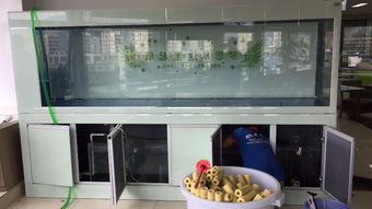 圖 專業(yè)師傅清洗魚缸 從事二十年的水族公司 深圳寵物服務(wù)